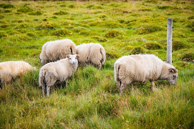 Icelandic Sheep Grazing in green pastures grass near road and highway of Ringroad Circuit Iceland