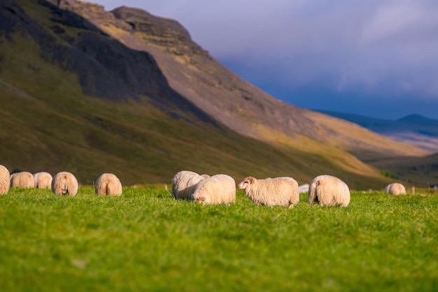 牧草地のアイスランド羊、アイスランドの秋