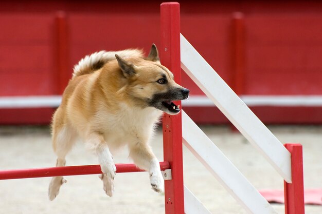 俊敏性のアイスランド牧羊犬