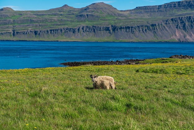 写真 アイスランドの単一の羊
