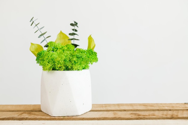 Icelandic sterilized moss in a concrete white vase for interior design photo white background