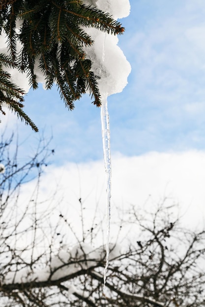 Icicle from melting snow on branch of spruce
