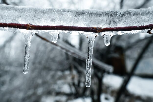 Icicle on a tree icicles on a tree branch on a sunny day winter is here high quality photo