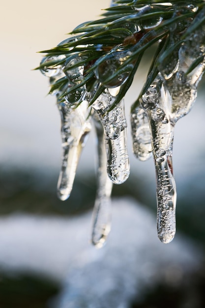 Icicles in the fir branch, close-up