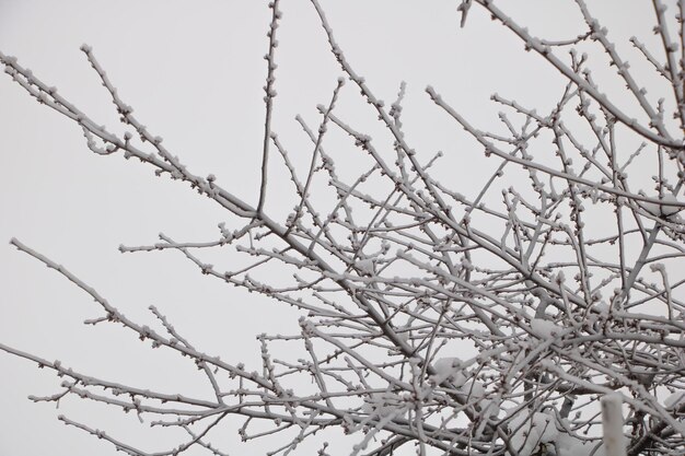 Icicles on the fruit tree in winter time white cloudy sky