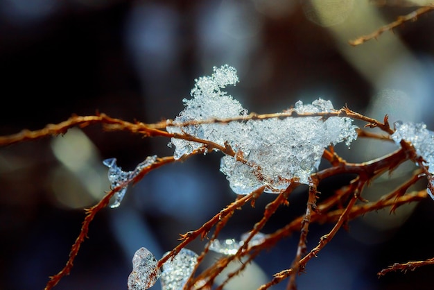 얼어붙은 고드름에 눈이 녹아 나뭇가지에 매달린 고드름