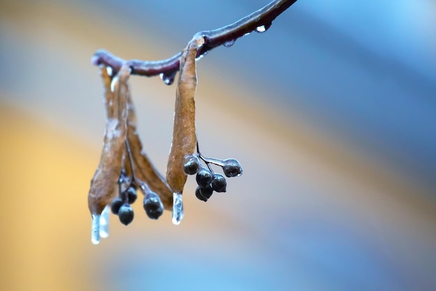 Ghiaccioli sui rami di ghiaccio di un albero di tiglio stagione di sbalzi di temperatura e clima invernale in autunno