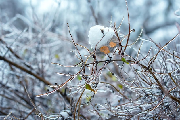 Сосульки на ледяных ветвях деревьев сезон перепадов температуры и зимняя погода осенью