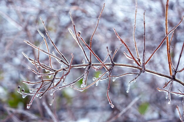 Icicles on icy tree branches temperature swing season and winter weather in autumn