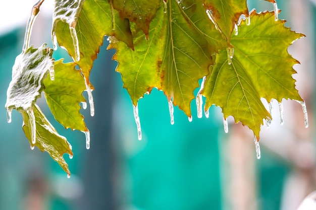 Icicles on icy tree branches temperature swing season and winter weather in autumn