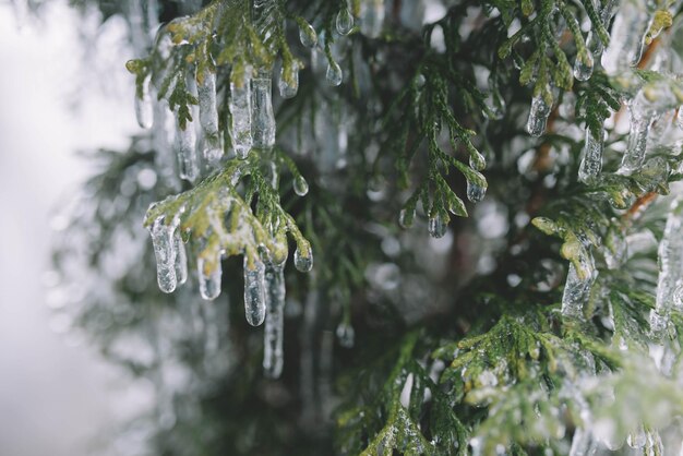 Foto icicles op kerstboom takken icicle op sparren takken