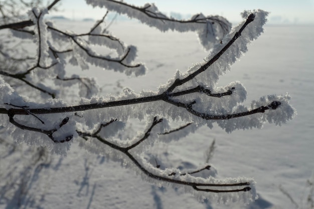 Icicles of snow or hoar frost hanging from bare branches of a deciduous tree