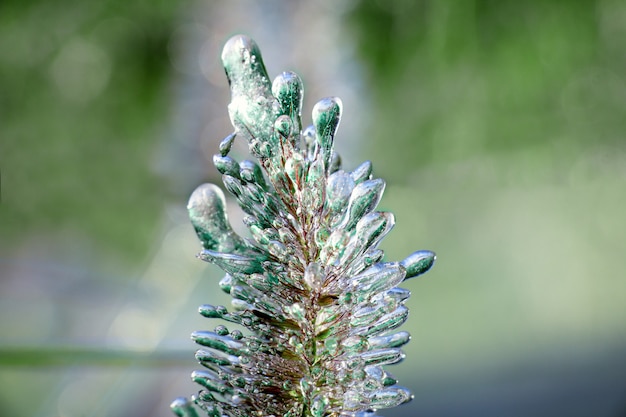 식물의 착빙. 추운 날씨, 초겨울 또는 늦가을. 클로즈업 사진, 흰 꽃입니다.