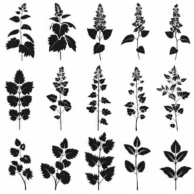 Icon Set Plectranthus Plant Flat Design Abstract SpurFlower Symbolen