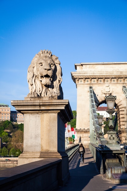 Iconic symbol of Budapest - the statue of the lion at the beginning of the famous Chain Bridge