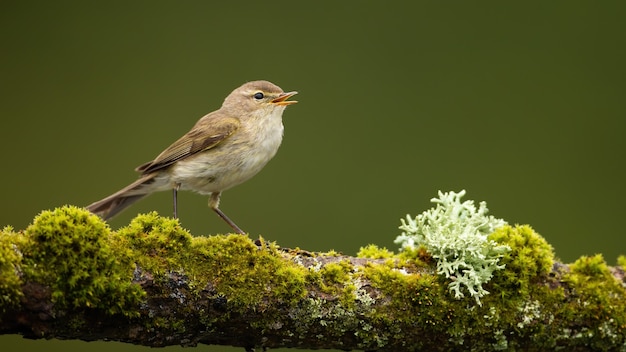 Icterine warbler 여성은 녹색 지점에 자리 잡고 오픈 부리로 노래