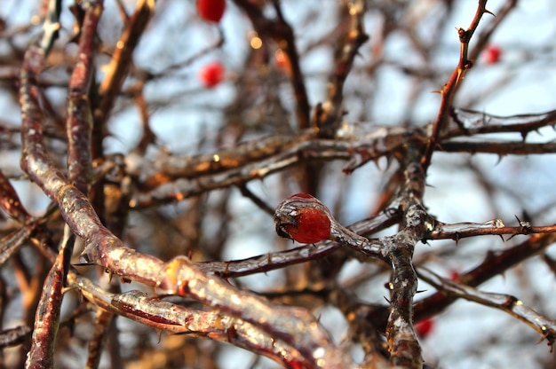 Icy branch of rosehip close up Macro photo