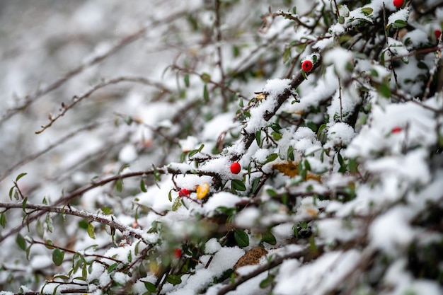 눈이 내리는 동안 매자나무의 붉은 열매가 있는 얼음 가지