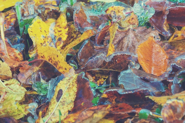 Icy leaves Nature background Colorful fallen dry leaves