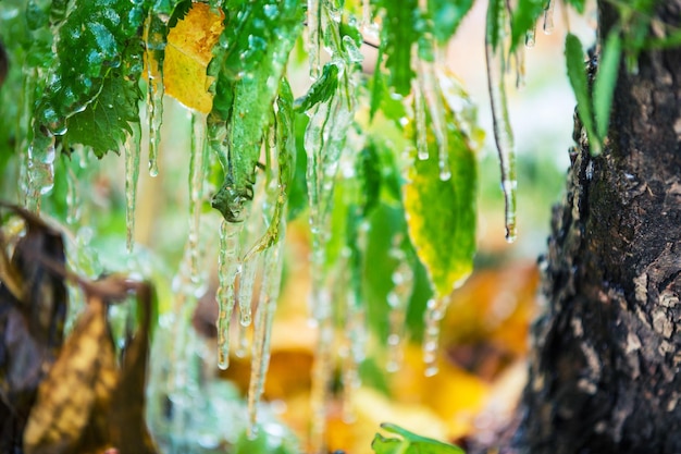 Icy rain The green leaves are covered with ice