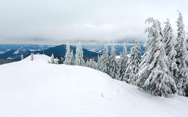 冬の丘の上にある氷のような雪に覆われたモミの木（カルパチアの曇りの風景）。