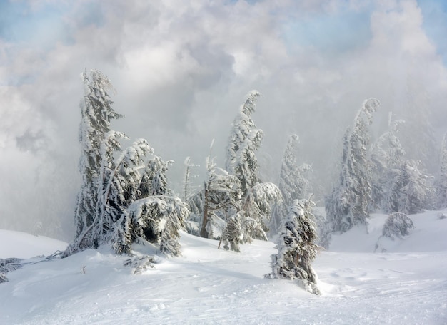 Icy snowy fir trees on winter hill