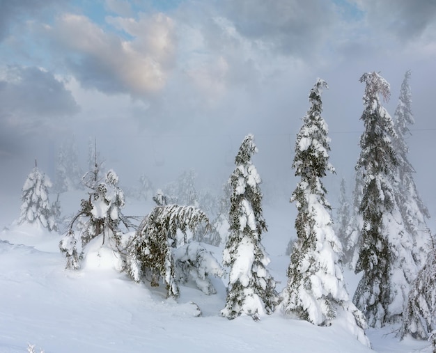 Icy snowy fir trees on winter misty hill