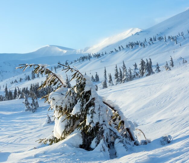 Icy snowy fir trees on winter morning hill (Carpathian).