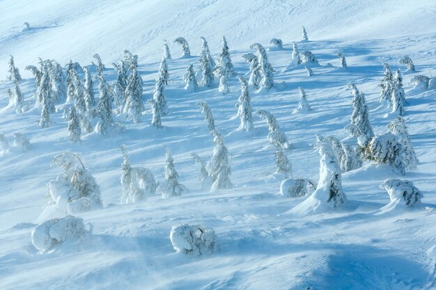 Icy snowy fir trees on winter morning hill in cloudy weather.