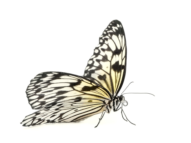 Idea leuconoe butterfly in on a white isolated