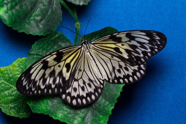 Idea leuconoe, Tree Nymph butterfly, Rice Paper butterfly.