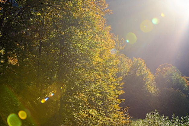 Idyllic autumnal landscape in sunshine. Autumn leaves on the sun.