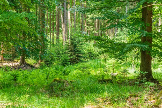 idyllic forest scenery