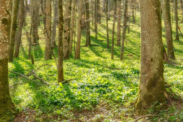 アイディリックな森の風景