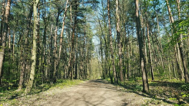 Idyllic peace in the woods