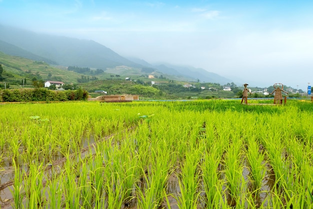 Scenario idilliaco terrazze di riso nella cina rurale