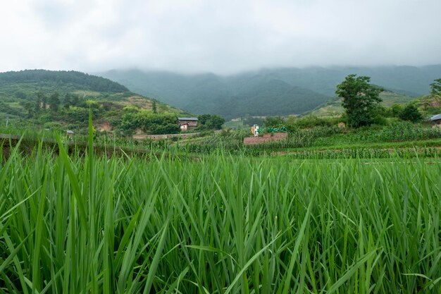 Idyllic scenery Rice terraces in rural China