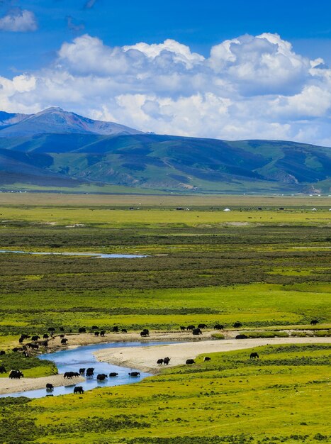 Idyllic shot of green landscape against sky