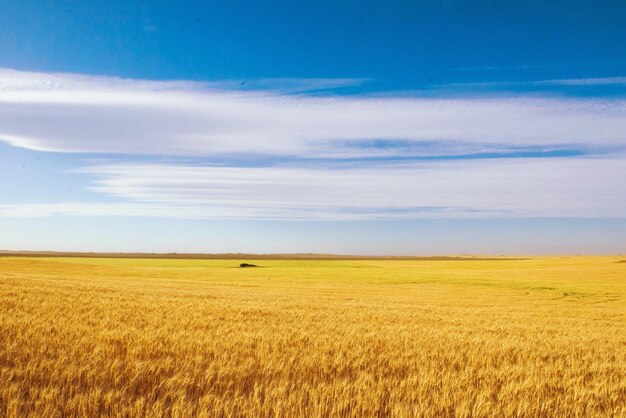 Idyllic shot of rural field against sky