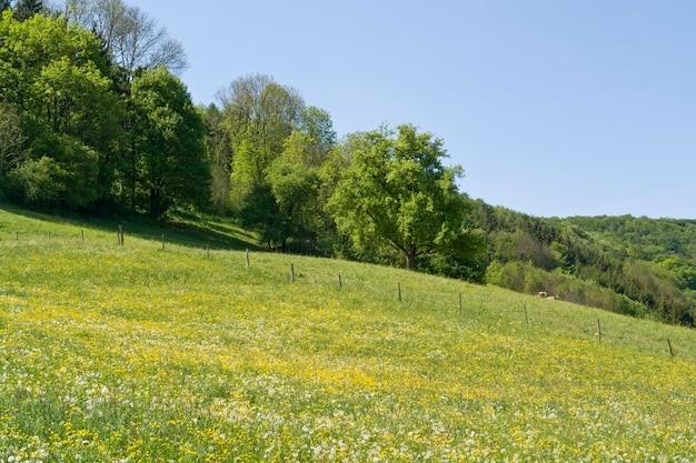 idyllic spring scenery in Hohenlohe