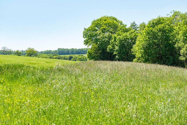 idyllic spring time scenery