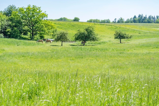 idyllic spring time scenery