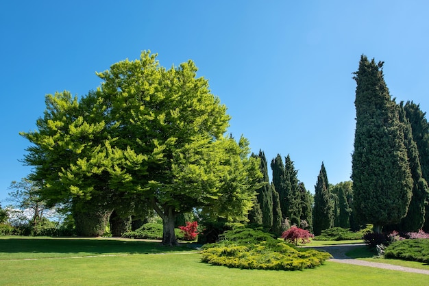 Идиллическая летняя или весенняя городская сцена с зеленой травой и деревьями, растущими в солнечном парке на фоне ясного голубого неба для копирования пространства