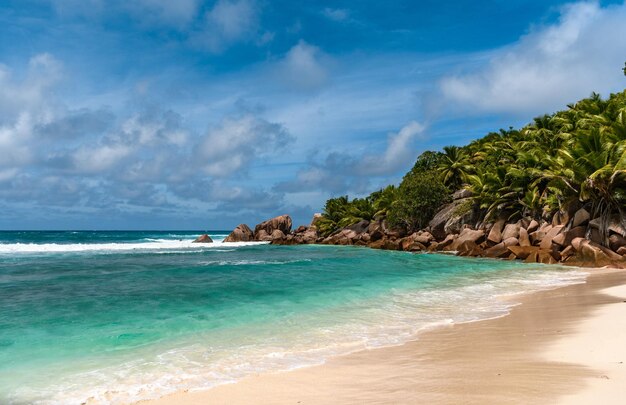 Idyllic tropical beach with sea waves and palm trees on sunny day in summer