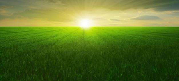 Idyllic view of green crop fields warm setting sun on horizon minimal natural background Generative AI illustration
