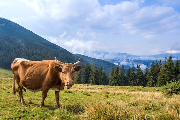 Idyllic view of nice brown cow grazing in green pasture field fr