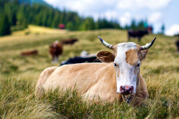 明るい晴れた日に緑の牧草地の新鮮な草で放牧素敵な茶色の牛の牧歌的なビュー。遠くの壮大な山々、青い空、白い雲。農業と農業。