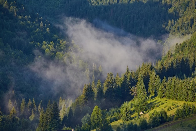 Idyllisch landschap in de Alpen met frisgroene weilanden en bloeiende bloemen