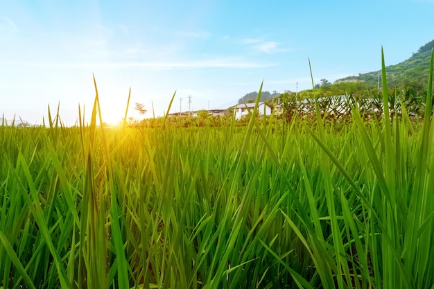 Idyllisch landschap Rijstterrassen op het platteland van China