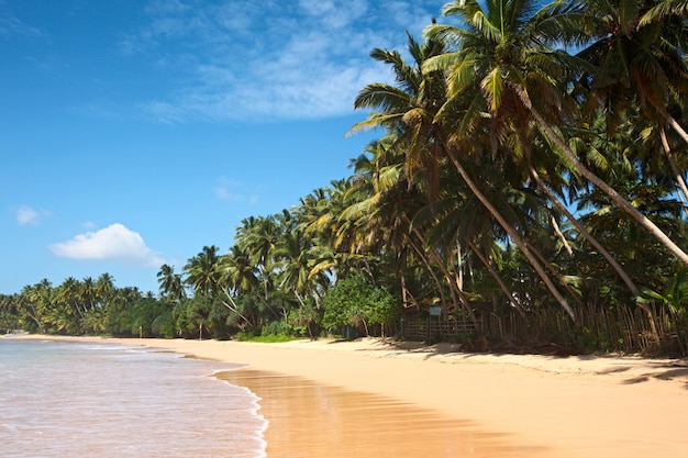 Idyllisch strand. Sri Lanka